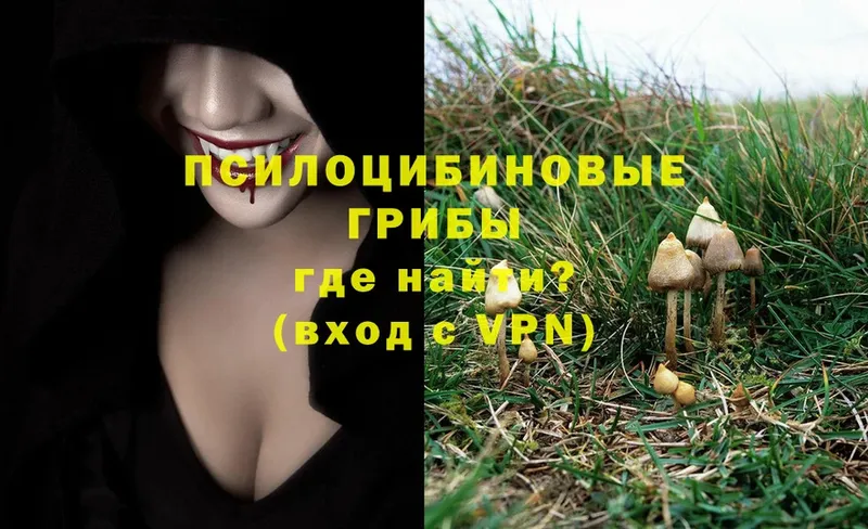 блэк спрут как войти  Реутов  Псилоцибиновые грибы Psilocybine cubensis 